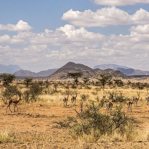 Buffalo Springs (Gemsbok herd)