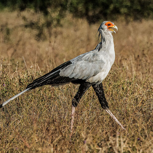 Secretarybird