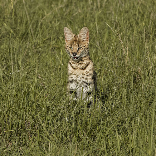 Serval (Leptailurus serval)