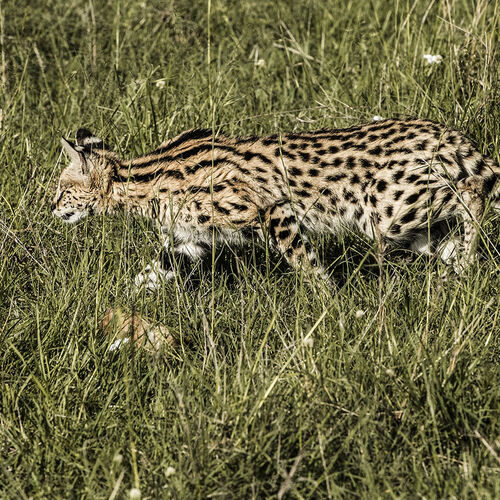 Serval (Leptailurus serval)