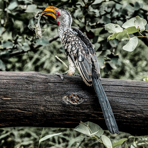Southern Yellow-billed Hornbill (Tockus leucomelas)