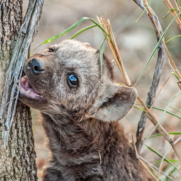 Spotted Hyaena (Crocuta crocuta)
