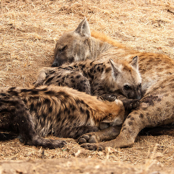 Spotted Hyaena (Crocuta crocuta)