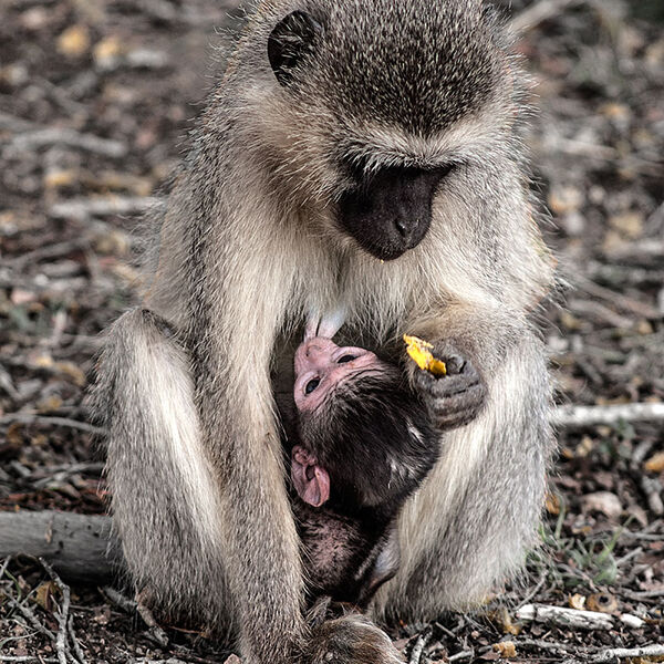 Vervet Monkey Cercopithecus pygerythrus)