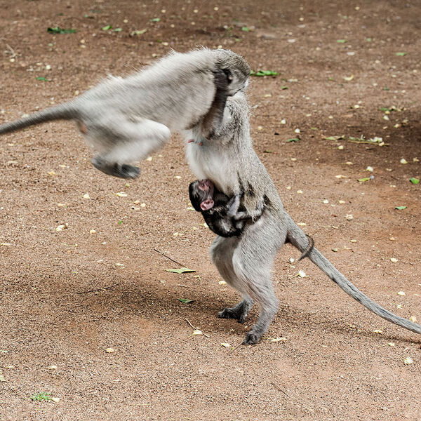 Vervet Monkey (Cercopithecus pygerythrus)