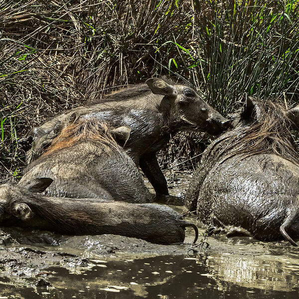 Warthog (Phacochoerus aethopicus)