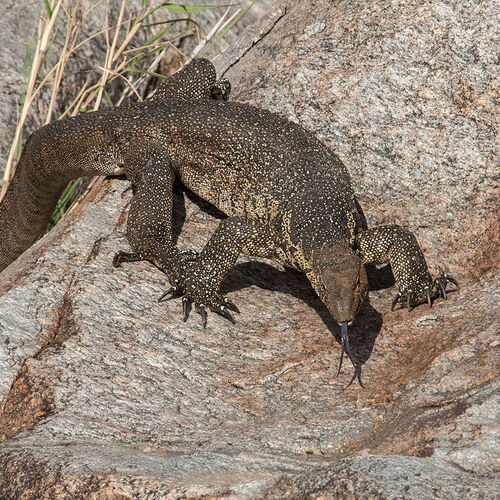 Water Monitor (Varanus niloticus)