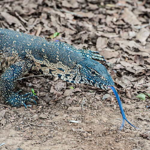 Water Monitor (Varanus niloticus)
