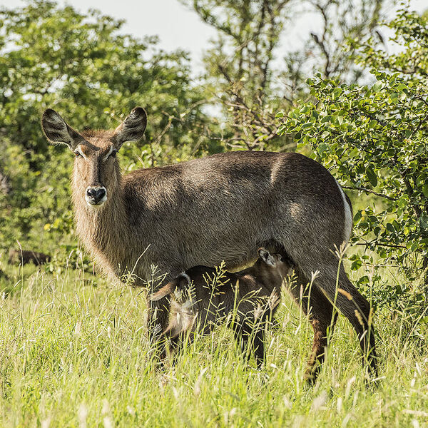 Waterbuck (Kruger - Mopani - S142) Calf suckling 003 Website