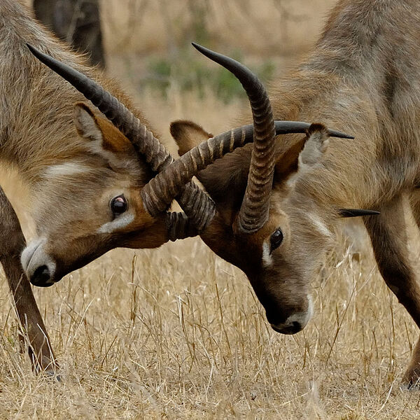 Waterbuck (Kobus ellipsiprymnus)