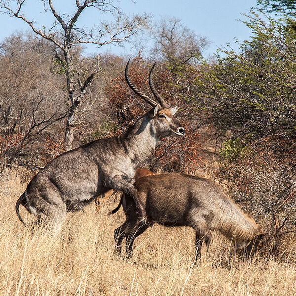 Waterbuck (Kobus ellipsiprymnus)