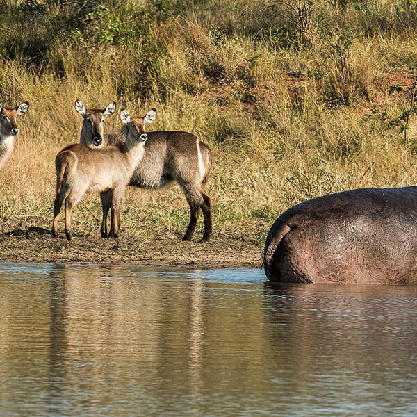 Waterbuck (Kobus ellipsiprymnus)
