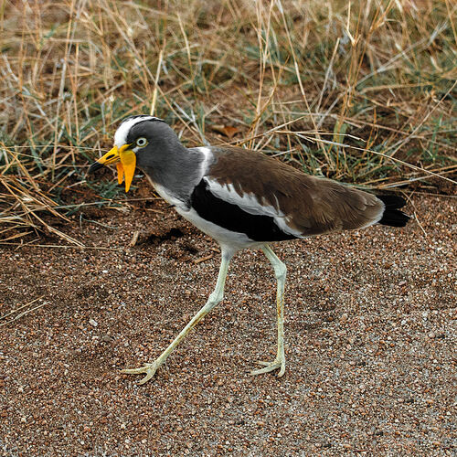 White-crowned Lapwing (Vanellus albiceps)
