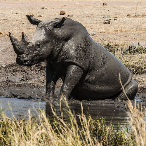 White Rhinoceros (Ceratotherium simum)