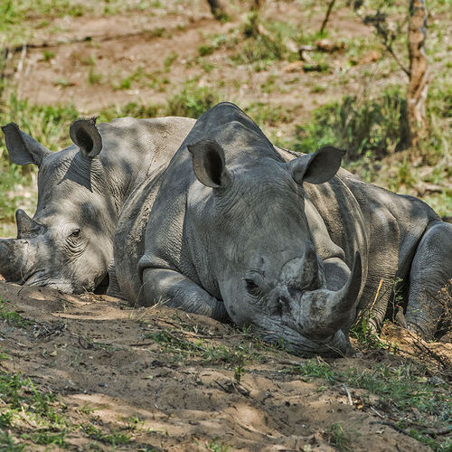White Rhinoceros (Ceratotherium simum)