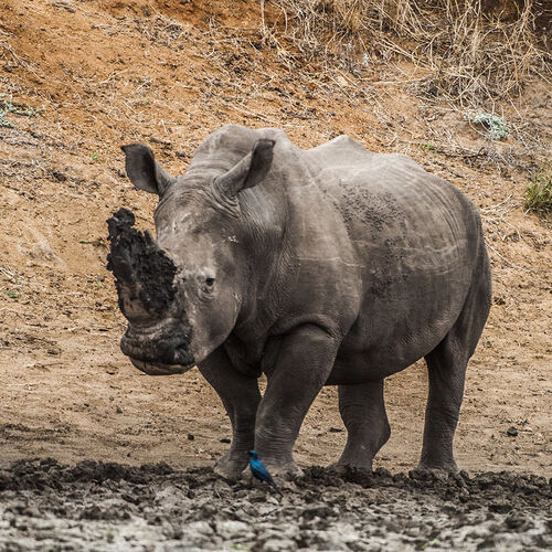 White Rhinoceros (Ceratotherium simum)