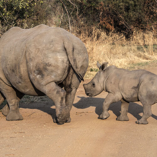 White Rhinoceros (Ceratotherium simum)