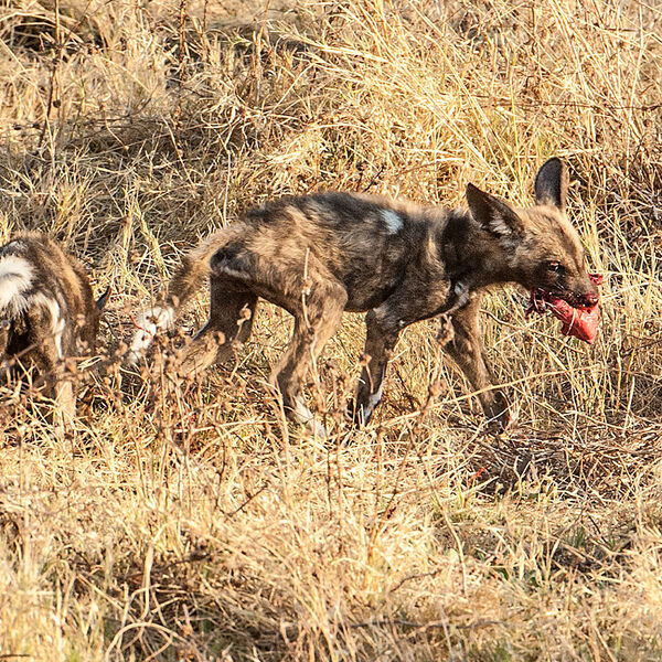 Wild Dog (Lycaon pictus)