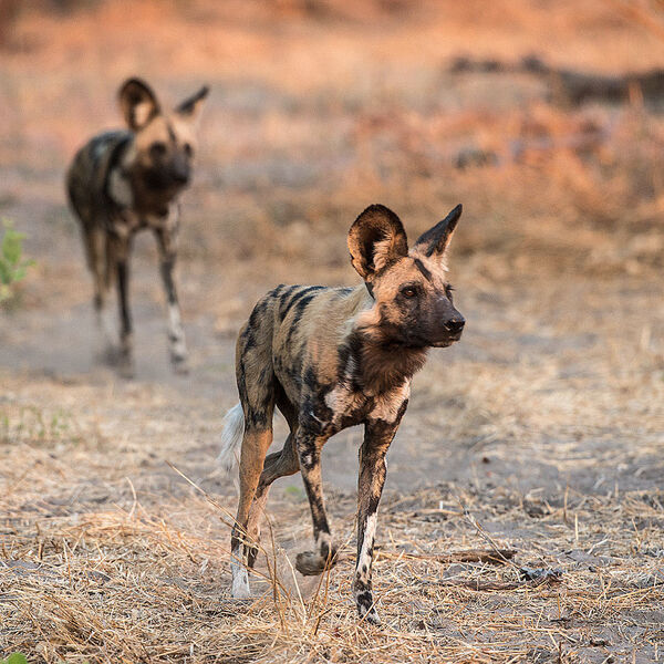 Wild Dog (Lycaon pictus)