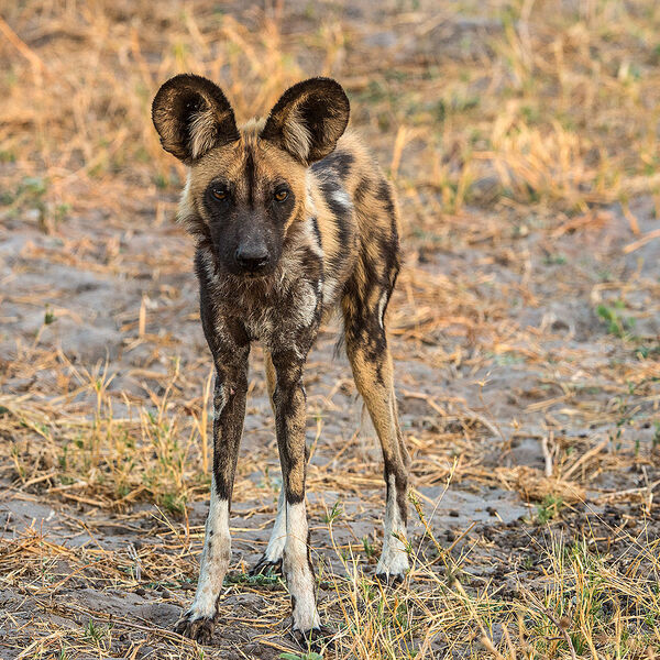 Wild Dog (Lycaon pictus)