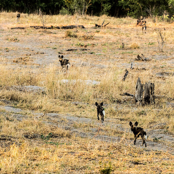 Wild Dog (Lycaon pictus)