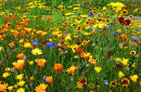 Stunning 2012 flowers