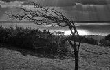 Wind sculpture