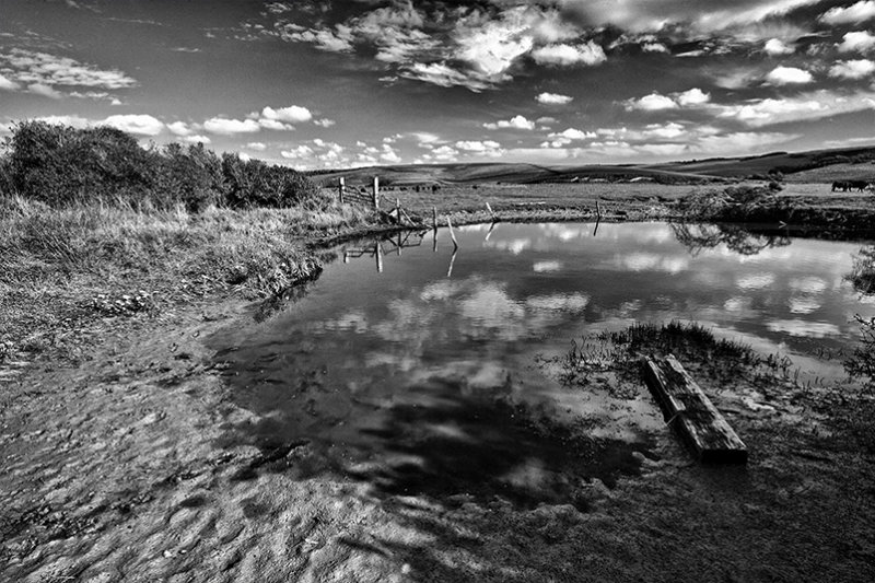 Cattle drink