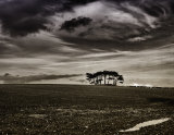 Isolated copse