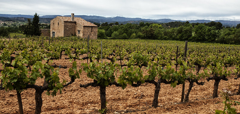 Last vineyards