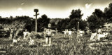 Zombie field