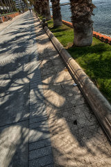 Palm shadows