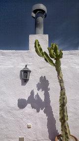 Cactus shadow