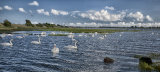 Swans galore