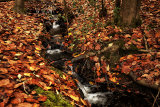 After Autumn rain