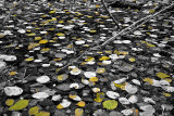 Gold amongst the silver