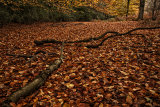 Carpet of fallen leaves