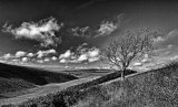Isolated tree, lonely valley