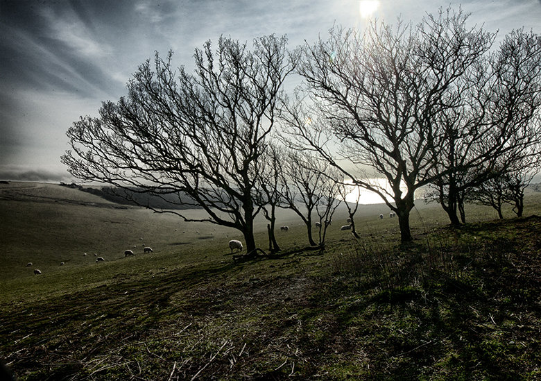 What a place to graze!
