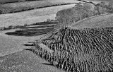 Trees, shadowns & textures (Solifluction)