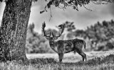 Posing under the Oak