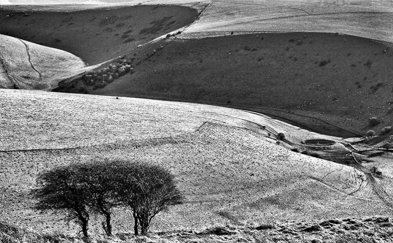 Wild Sussex
