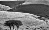 Wild Sussex