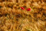 Poppies amongst the Barley