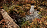 A secluded stream