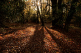 Autumnal sun / shadows