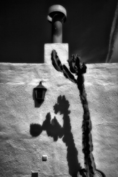 Cactus shadow