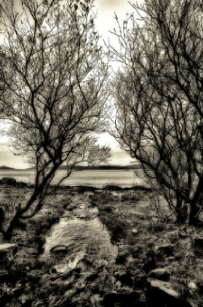 Through the trees