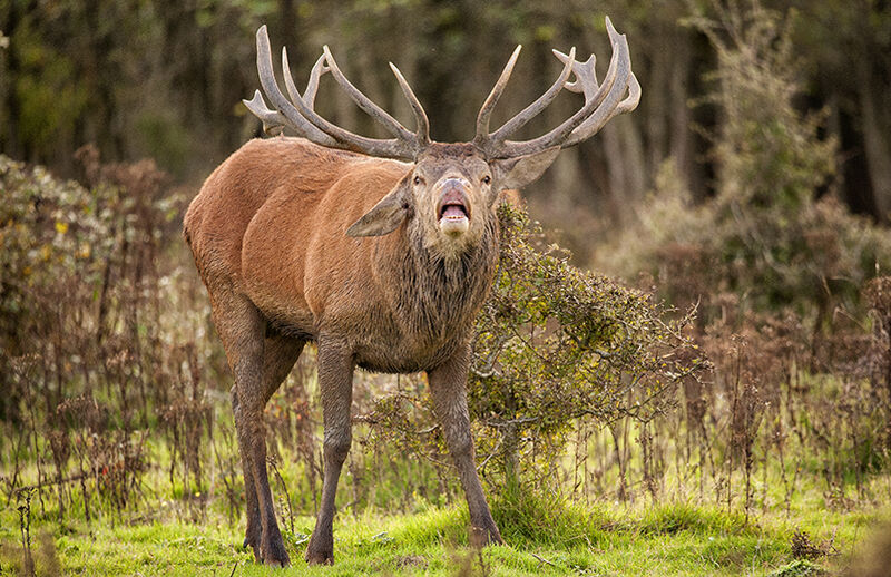 Red deer stag bellowing
