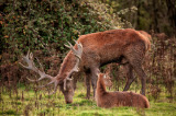Red deer stag browsing with hind